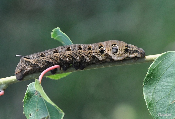 Mittlerer Weinschwärmer (Deilephila elpenor)